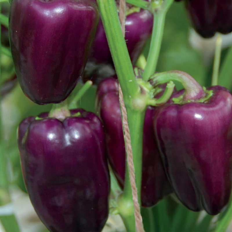 Snack Pepper 'Snacking Purple'