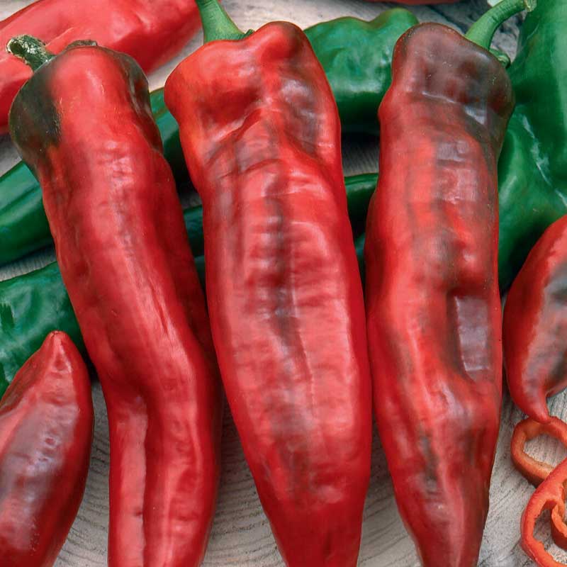 Sweet Pepper 'Thor'F1