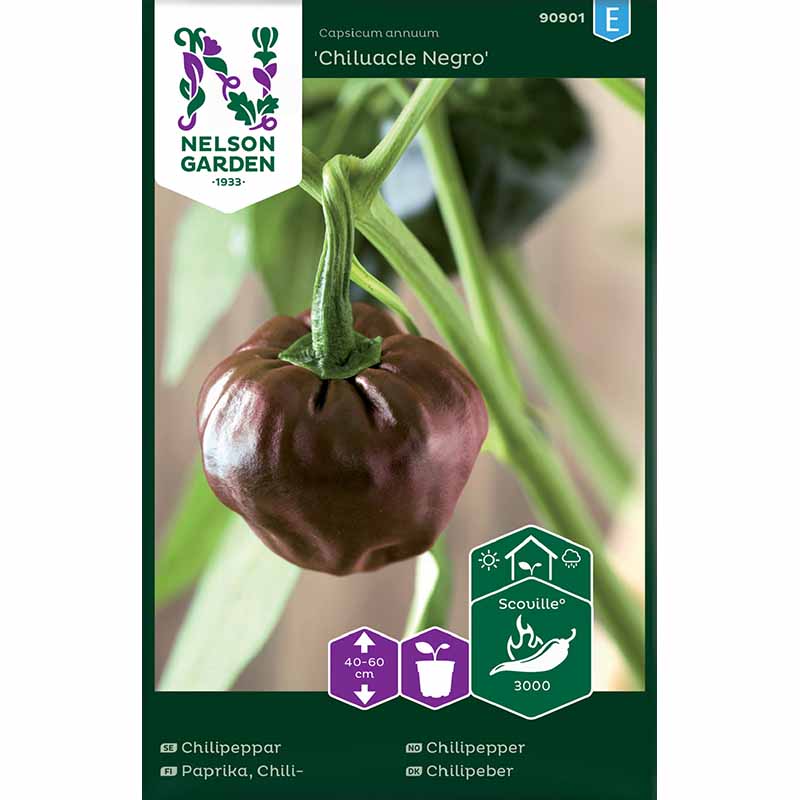 Chili Pepper 'Chiluacle Negro'