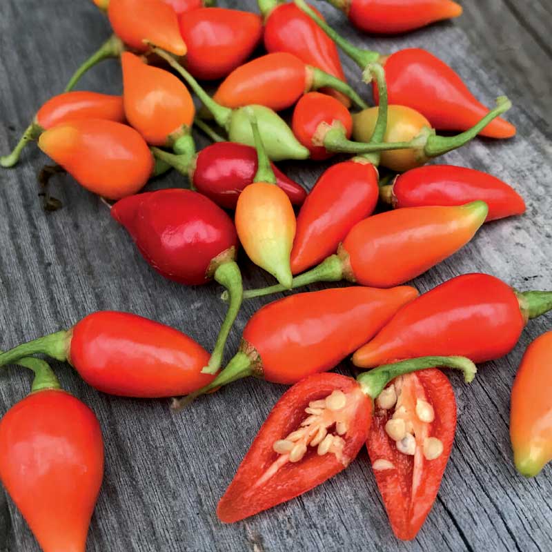 Chili Pepper 'Biquinho'