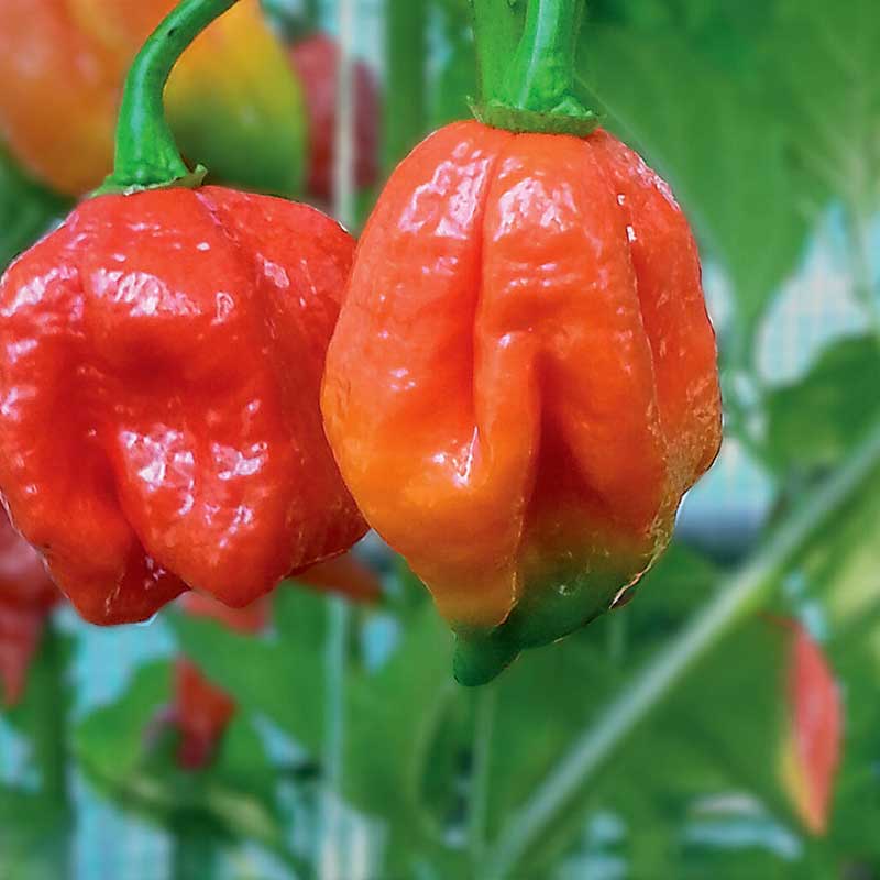 Chili Pepper Trinidad Scorpion'