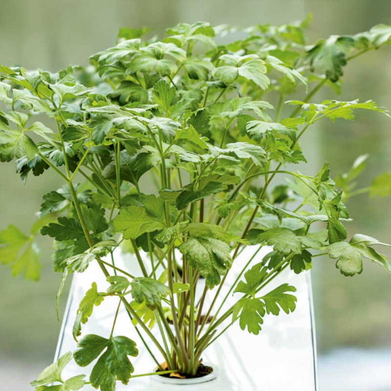 Flat-leaf Parsley 'Laura' - Harvy