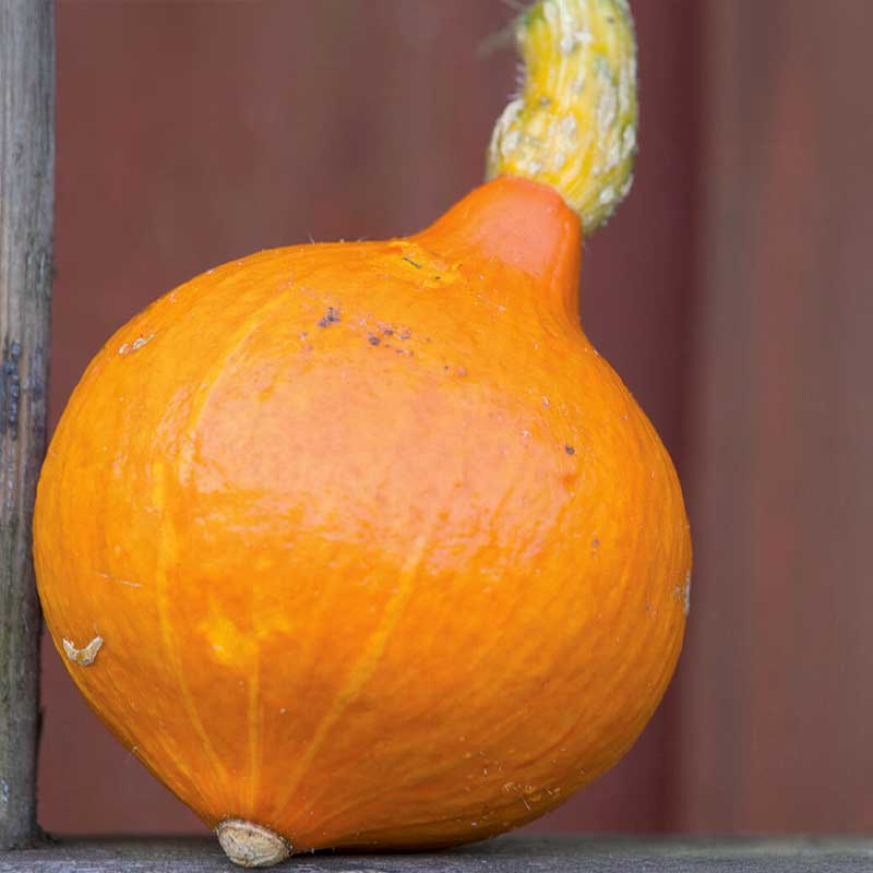 Jättepumpa 'Uchiki Kuri'