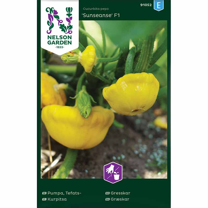 UFO Squash 'Sunseanse' F1