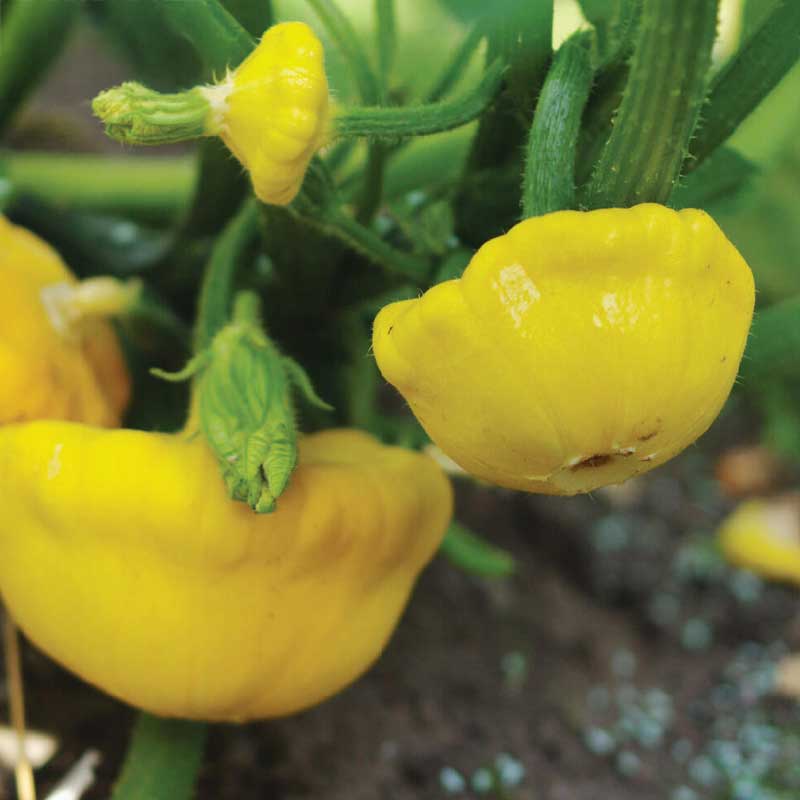 UFO Squash 'Sunseanse' F1