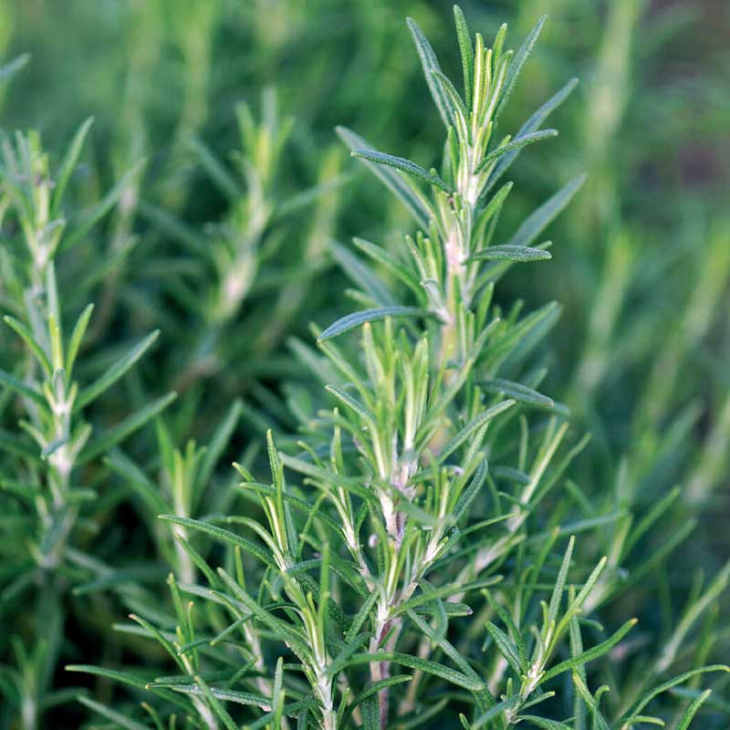 Rosemary
