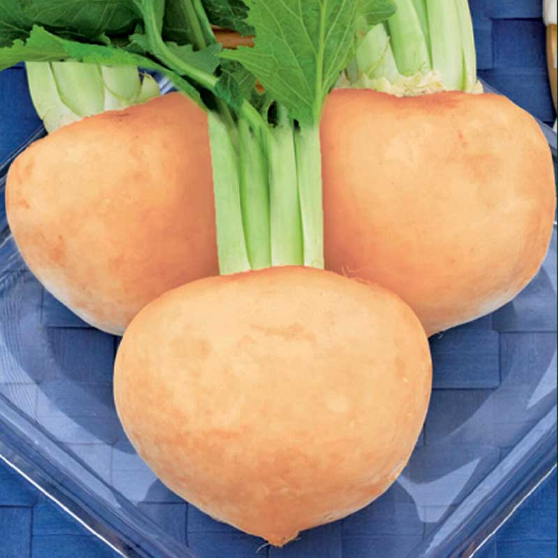 Turnip 'Golden Ball'