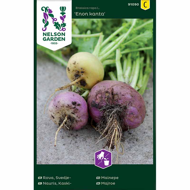 Turnip , Enon kanta 'Enon kanta'