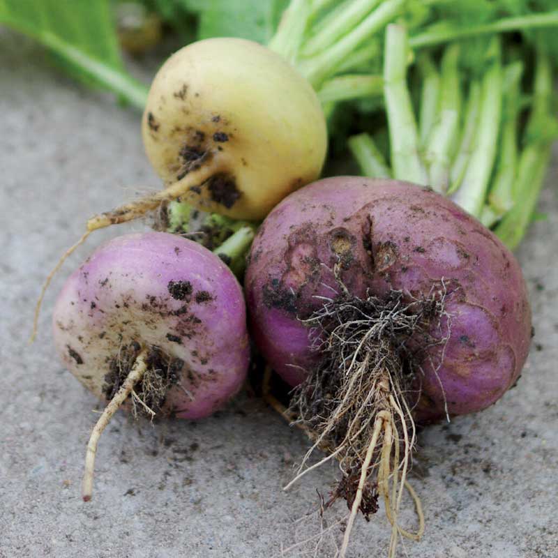 Turnip , Enon kanta 'Enon kanta'