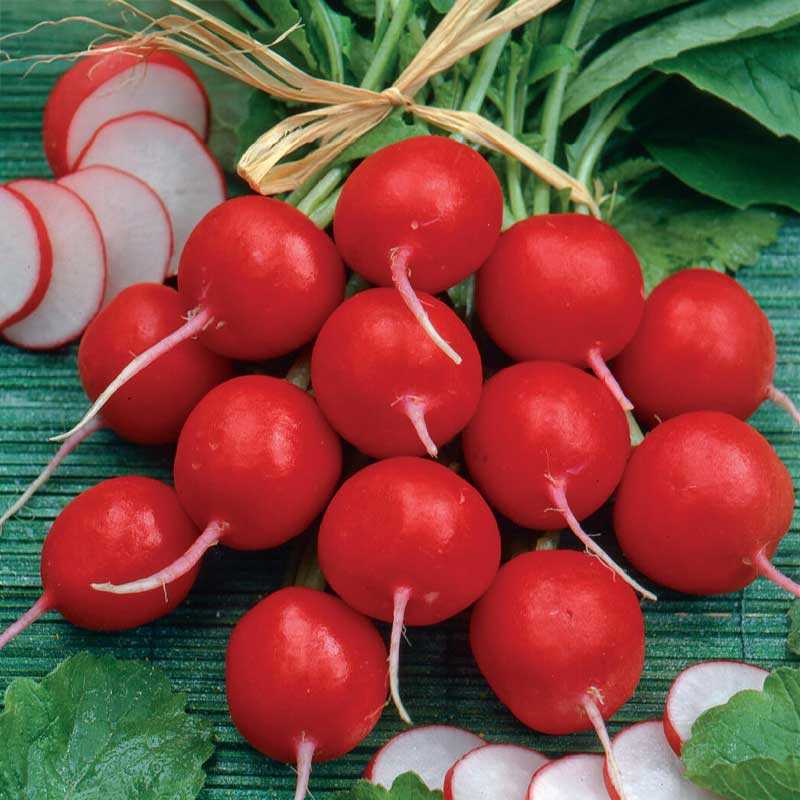 Radish 'Cherry Belle'