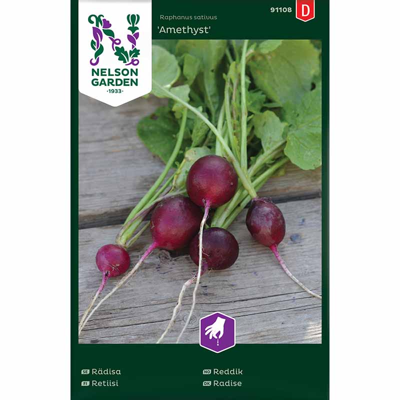 Radish , Amethyst 'Amethyst'