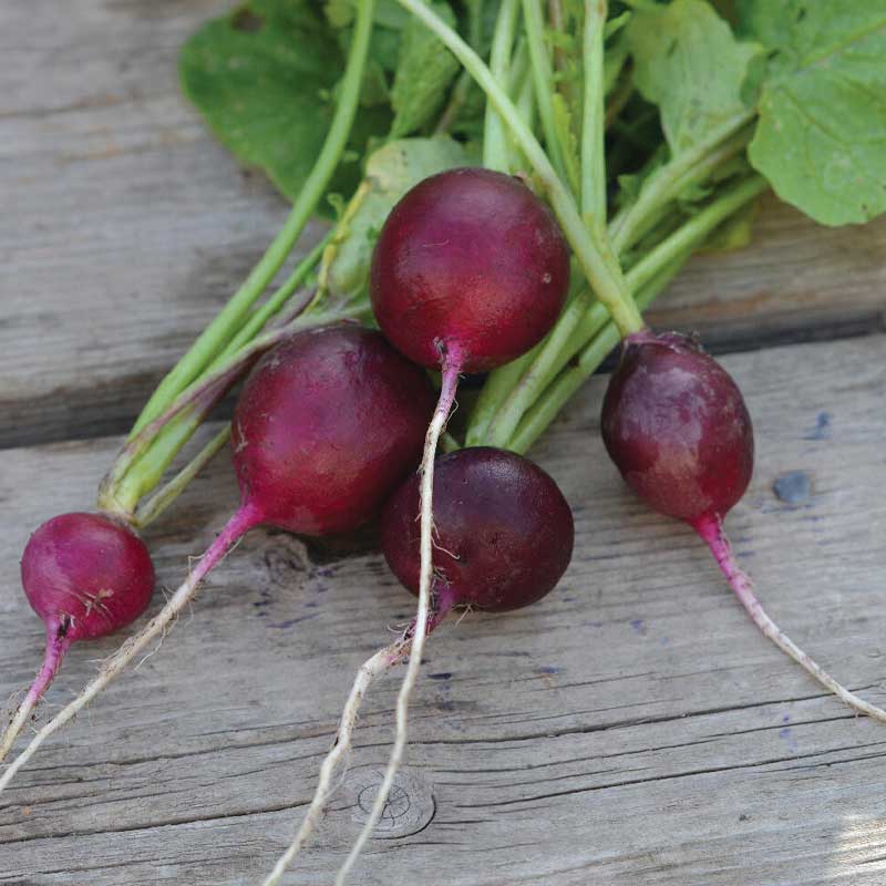 Radish , Amethyst 'Amethyst'