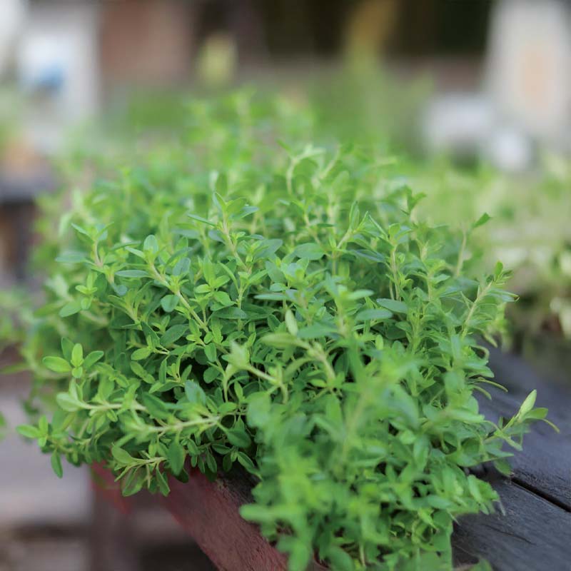 Winter Thyme 'German Winter'