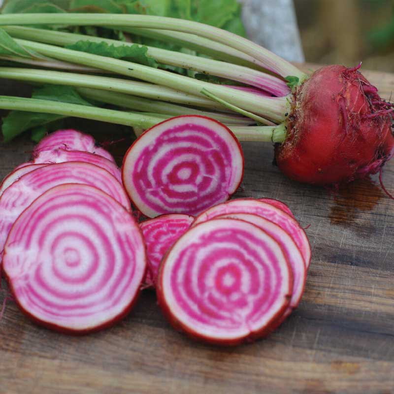 Beetroot 'Chioggia' Organic