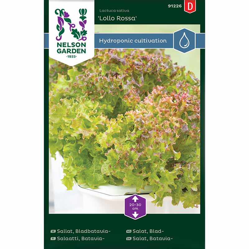 Batavia lettuce 'Lollo Rossa' - Harvy