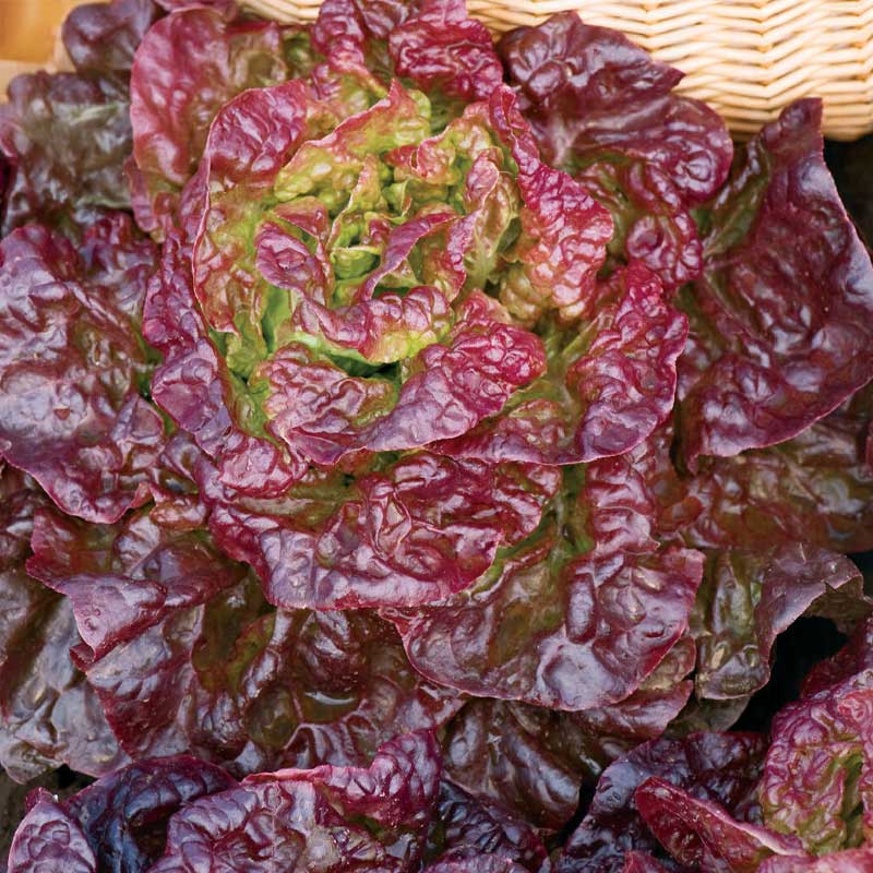 Butterhead Lettuce 'Merville des quatre saisons'