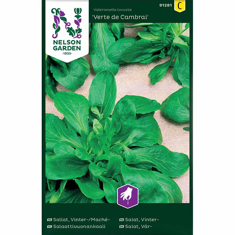 Corn salad / Mache sallat 'Vert de Cambrai'