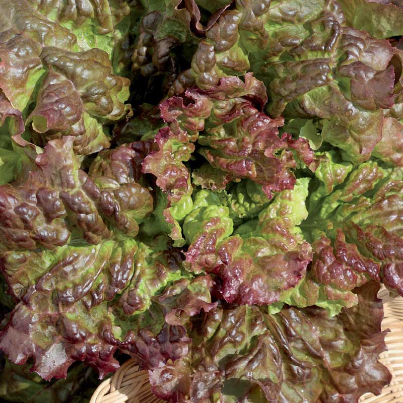 Loose leaf lettuce 'Amerikanischer brauner'