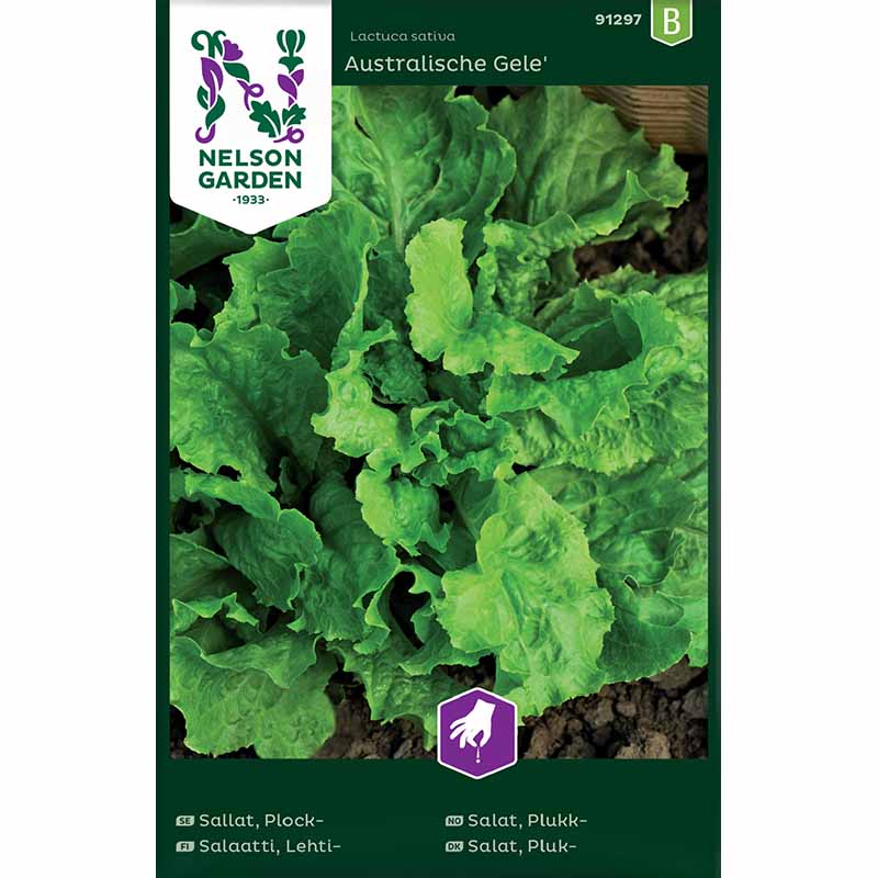 Loose leaf lettuce 'Australischer Gele'