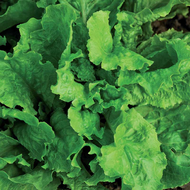 Loose leaf lettuce 'Australischer Gele'