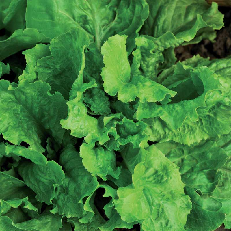 Loose-leaf Lettuce 'Australischer Gele' seed tape