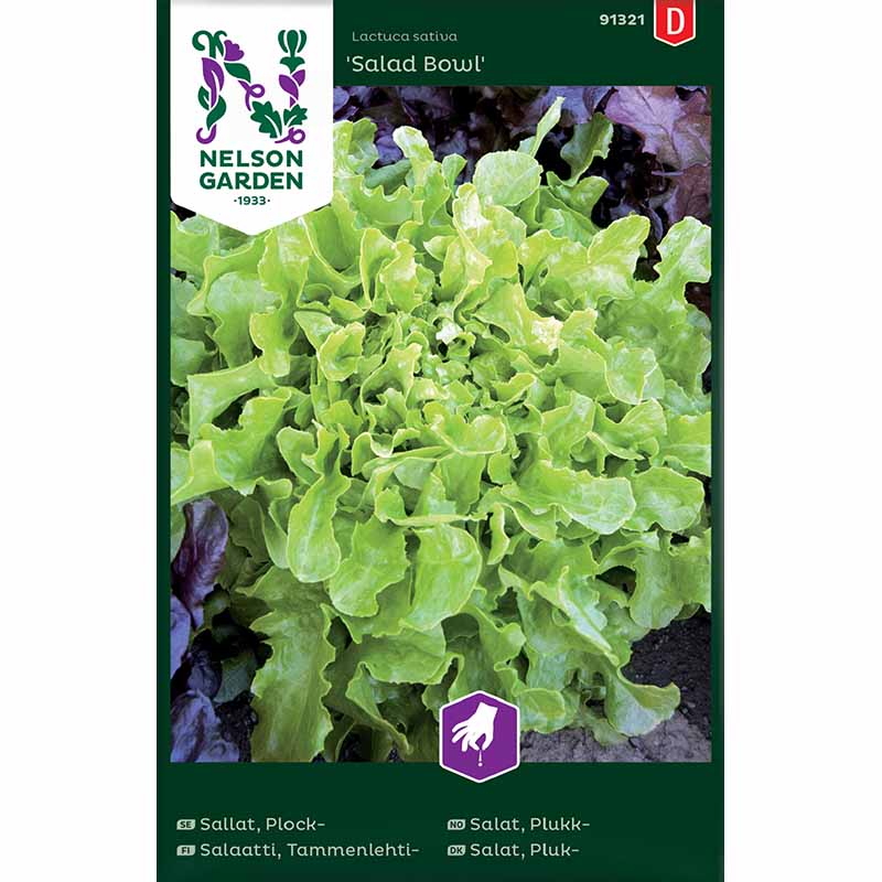Loose leaf lettuce 'Salad Bowl'