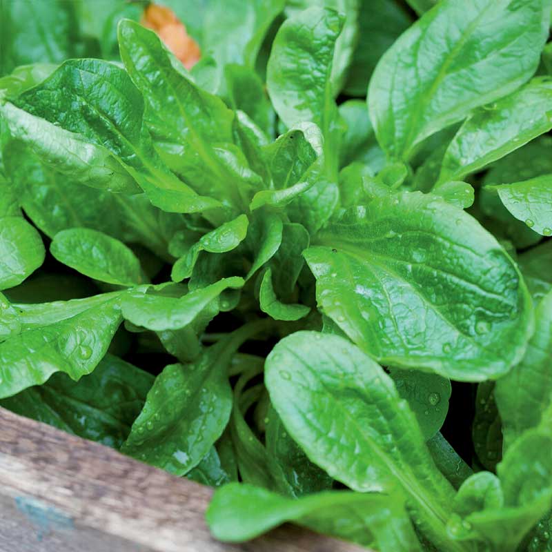 Corn Salad white Organic