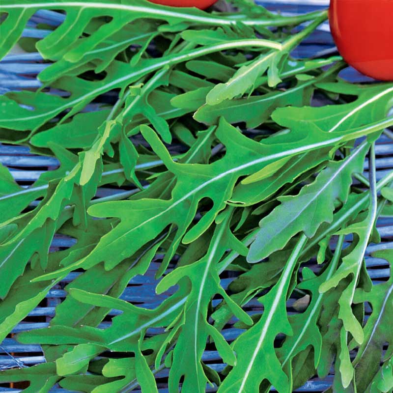 Sand mustard / Vild rucola