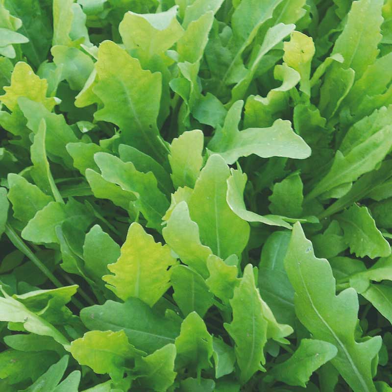 Sand mustard / Vild rucola 'Wildfire'