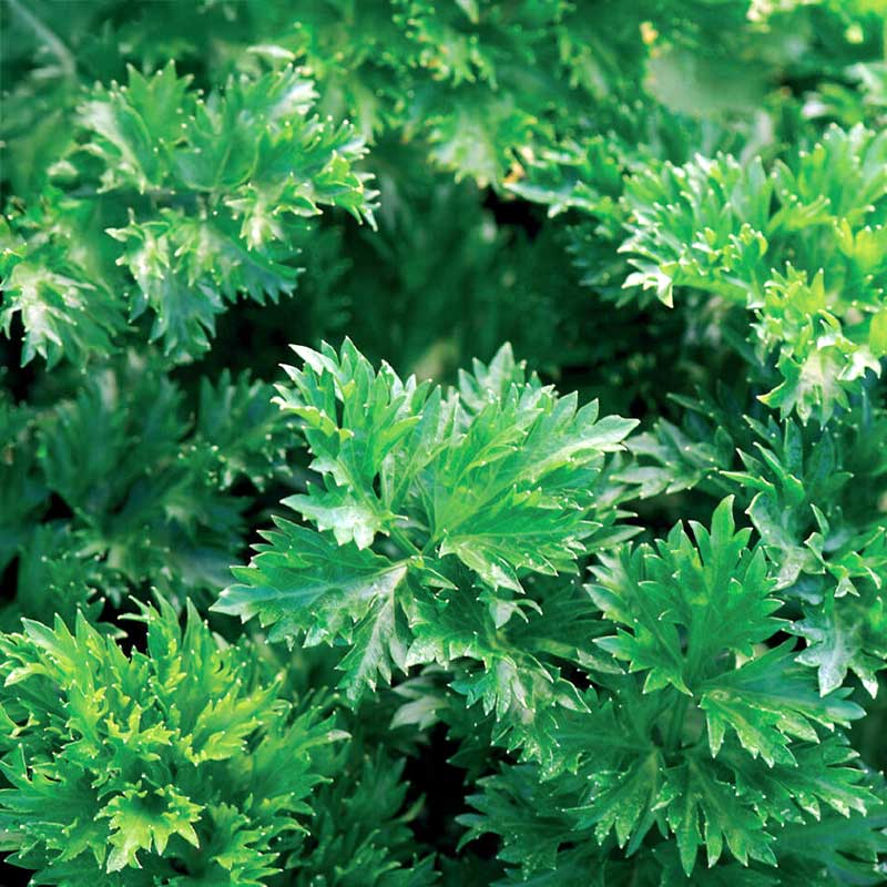 Cutting Celery 'Gewone Snij'