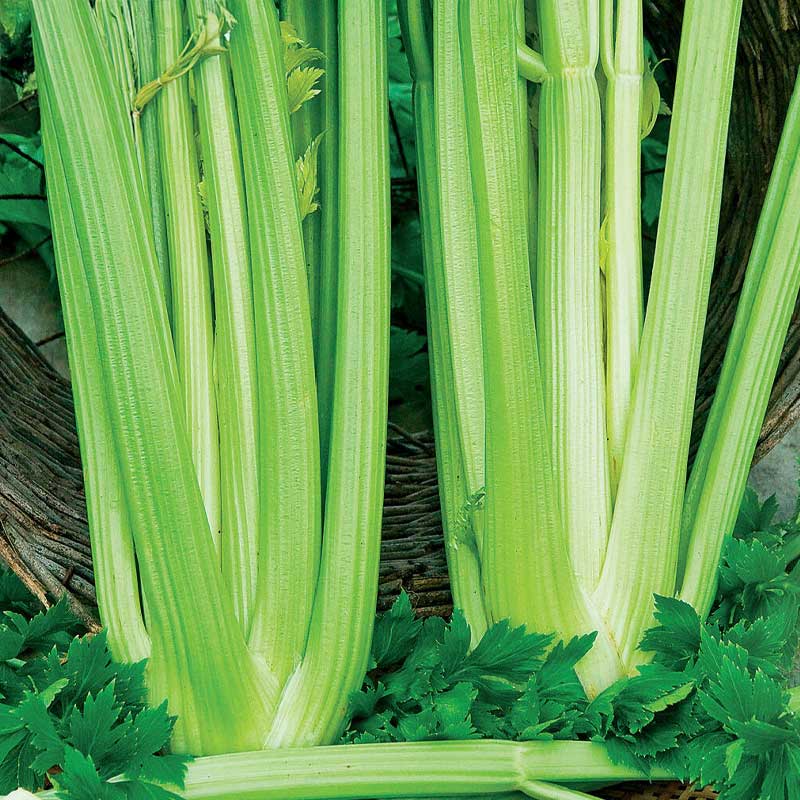 Celery 'Golden Self Blanching 2'