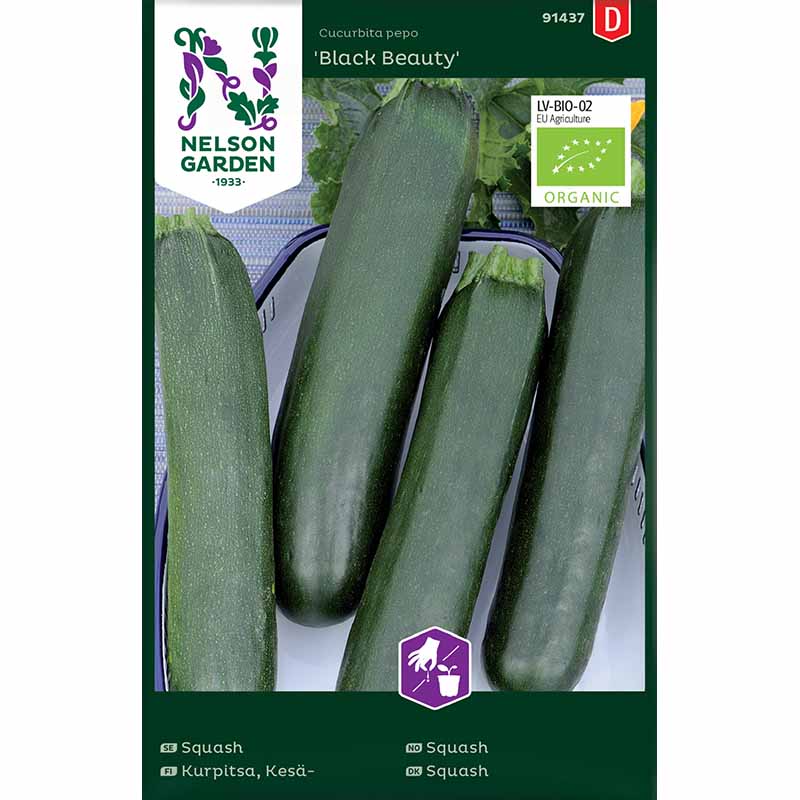 Squash / Summer Squash 'Black Beauty'