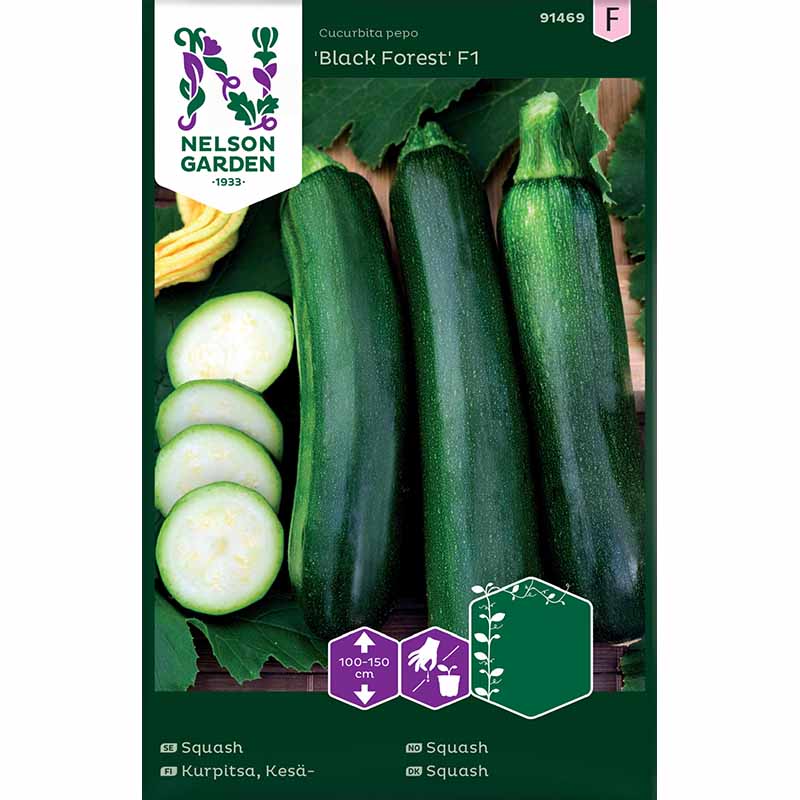 Climbing Squash 'Black Forest' F1
