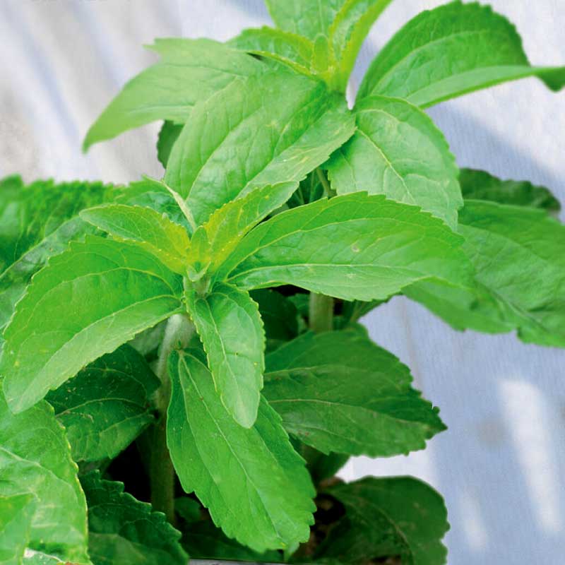 Sweet Herb / Stevia