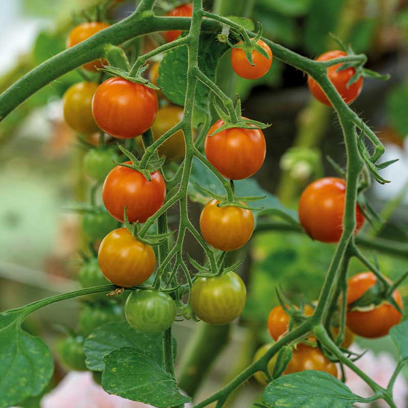 Tomato 'Golden Currant'