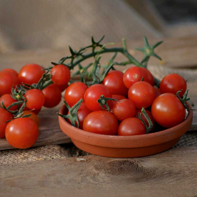 Tomato 'Gartenperle'