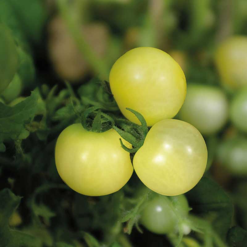 Tomato 'Balconi Yellow'