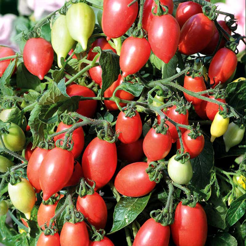 Tomato 'Funnyplums Rosy Pink' F1