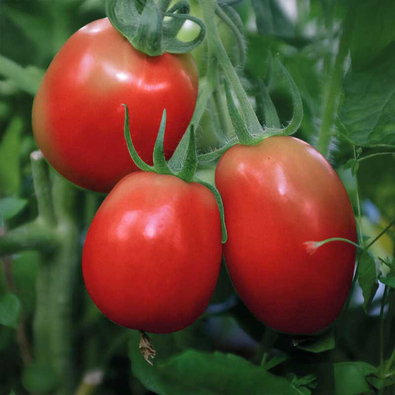 Bush Tomato 'Rio Grande'