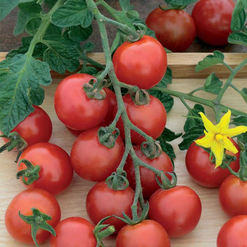 Cherry Tomato 'Gardener´s Delight'