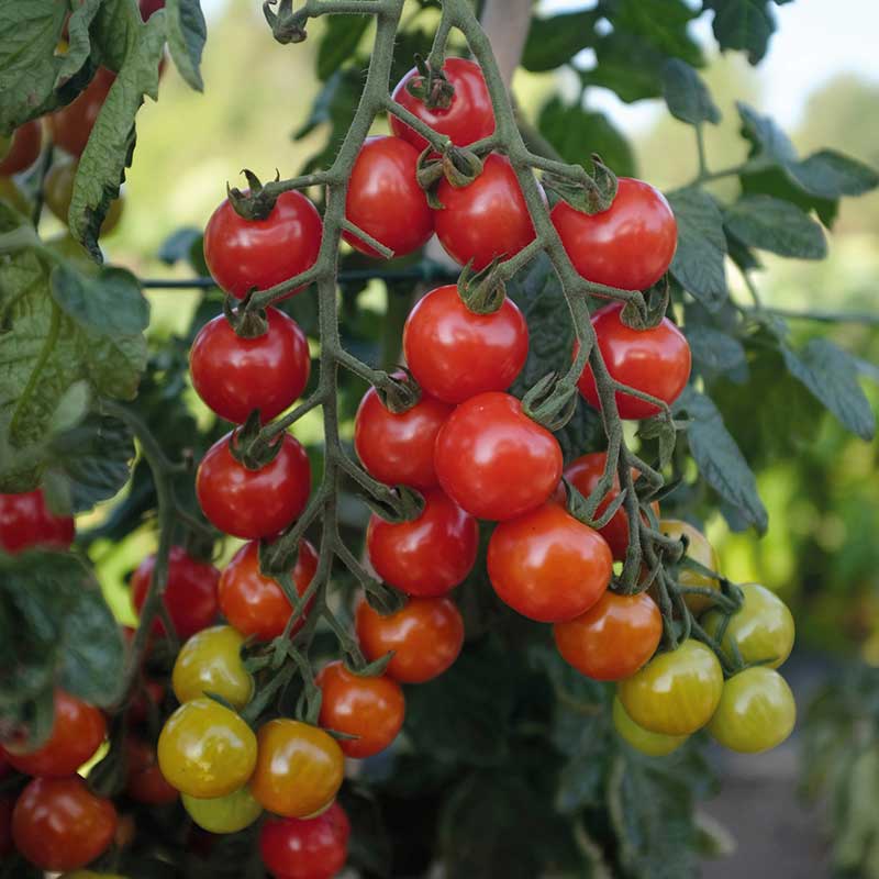 Tomato 'Rubylicious' F1