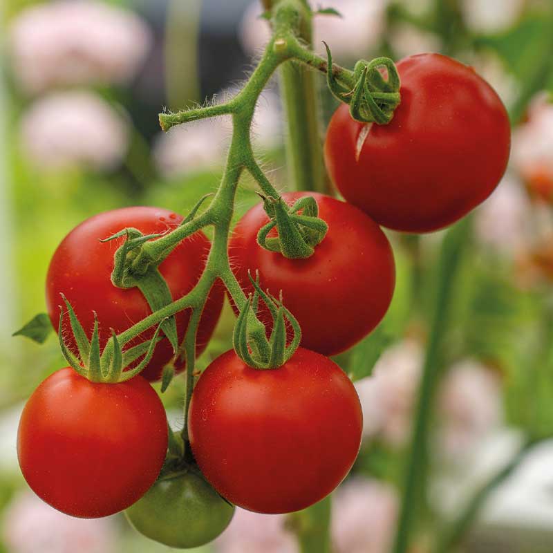 Tomato 'Cocktail Crush' F1