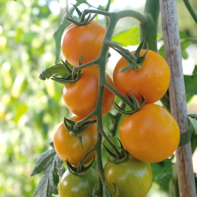 Tomato 'Merrygold' F1