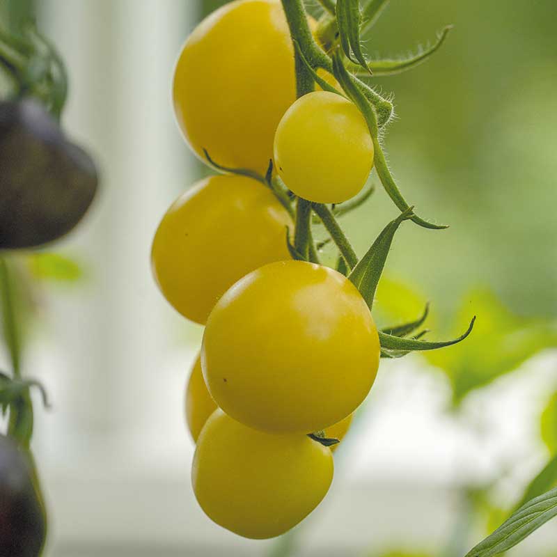 Tomato 'White Cherry'