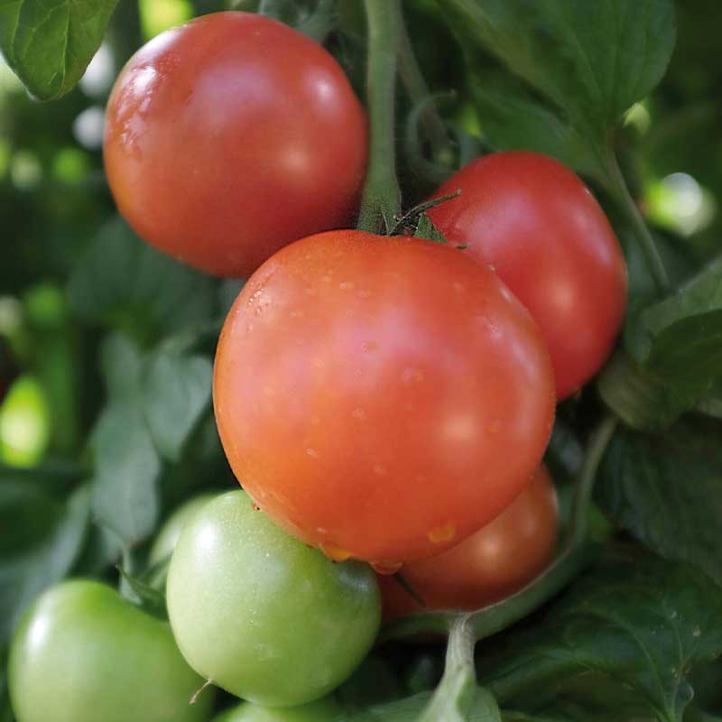 Tomato 'Matina'