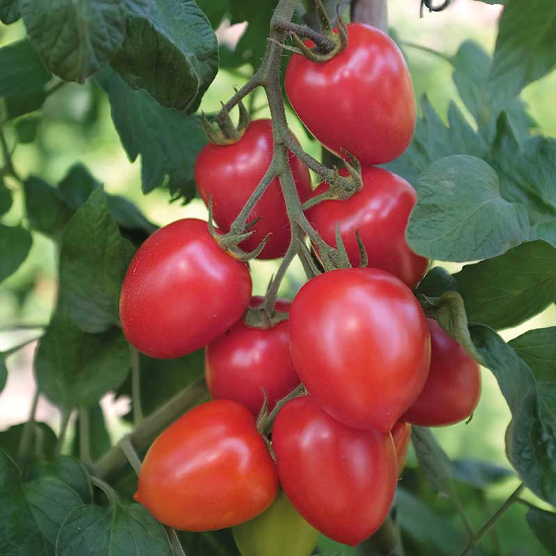 Tomato 'Nagina' F1