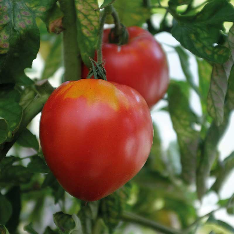 Tomato 'Coeur de Boeuf'