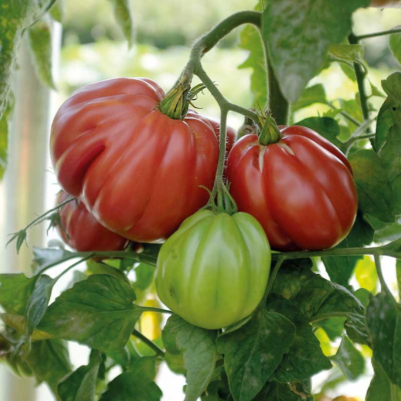 Tomato 'Liguria'
