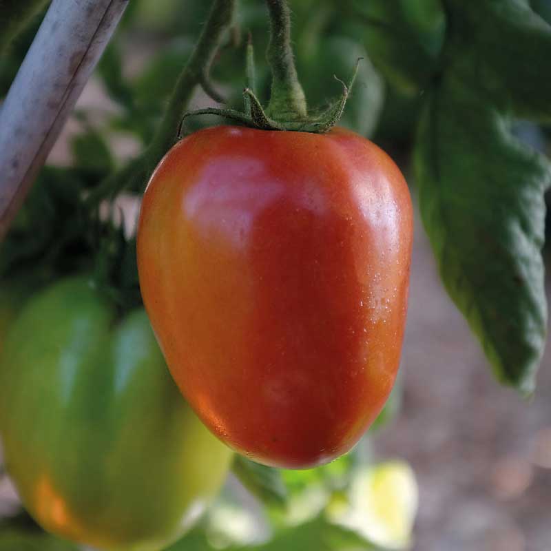 Tomato 'Big Mama' F1