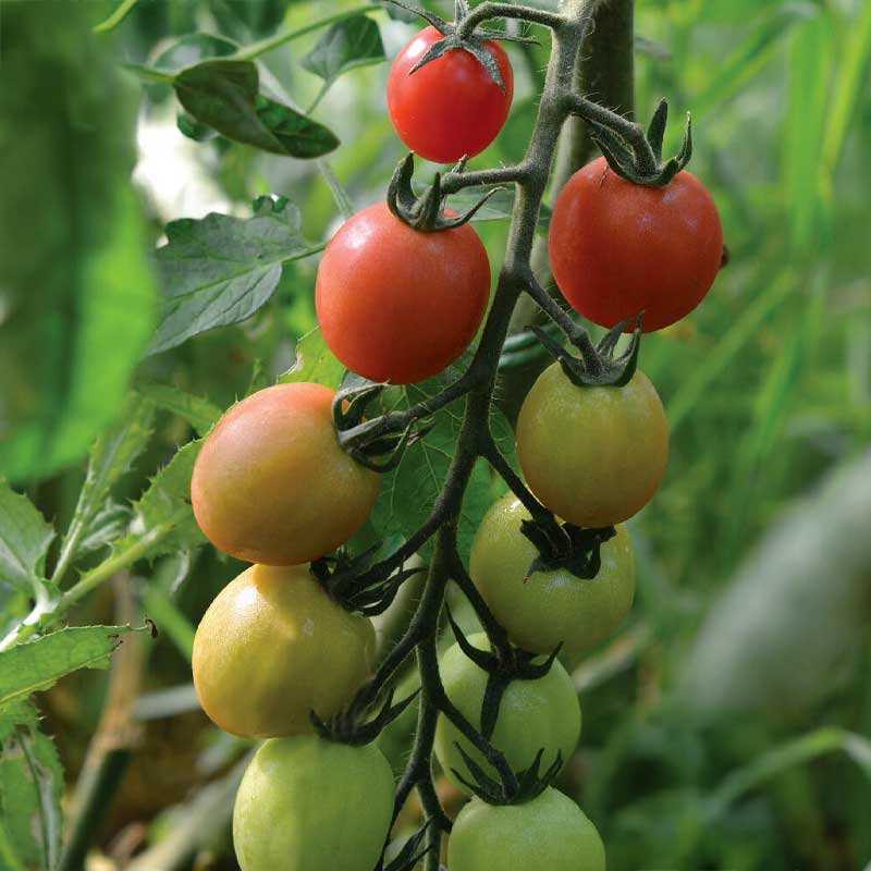 Tall Tomato 'Sunpeach' F1